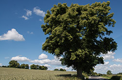 lindetr&aelig;